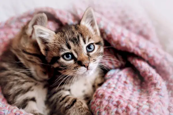 Un couple de chatons heureux dorment ensemble dans une couverture douillette.