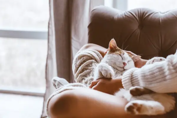 Turuncu ve beyaz bir kedi, pencerenin yanında sahibinin kucağına sarılıyor.