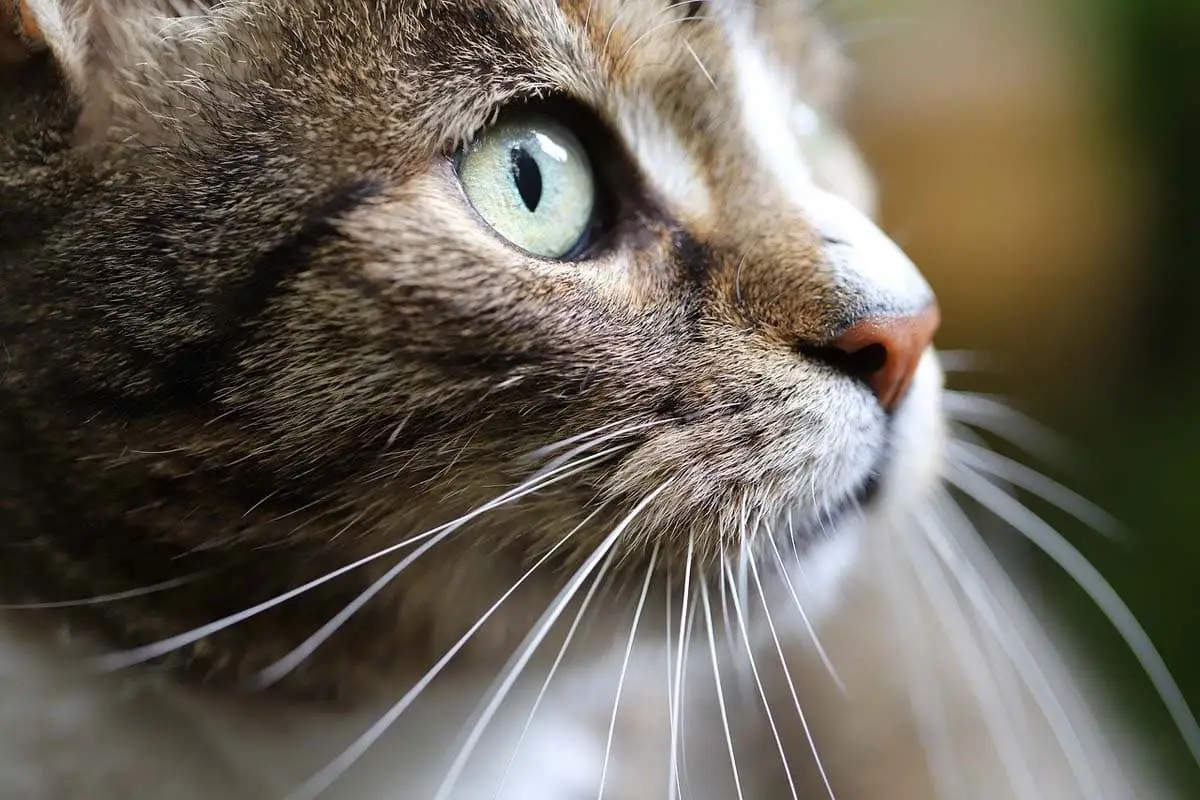 Katze von 500 Seelen: ein Mann und eine Frau