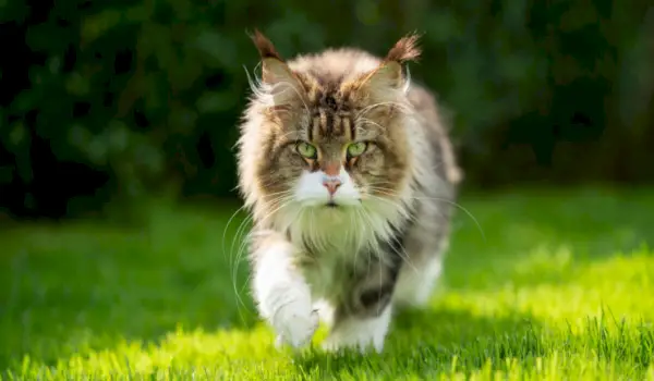 250 bedste koreanske kattenavne med betydning