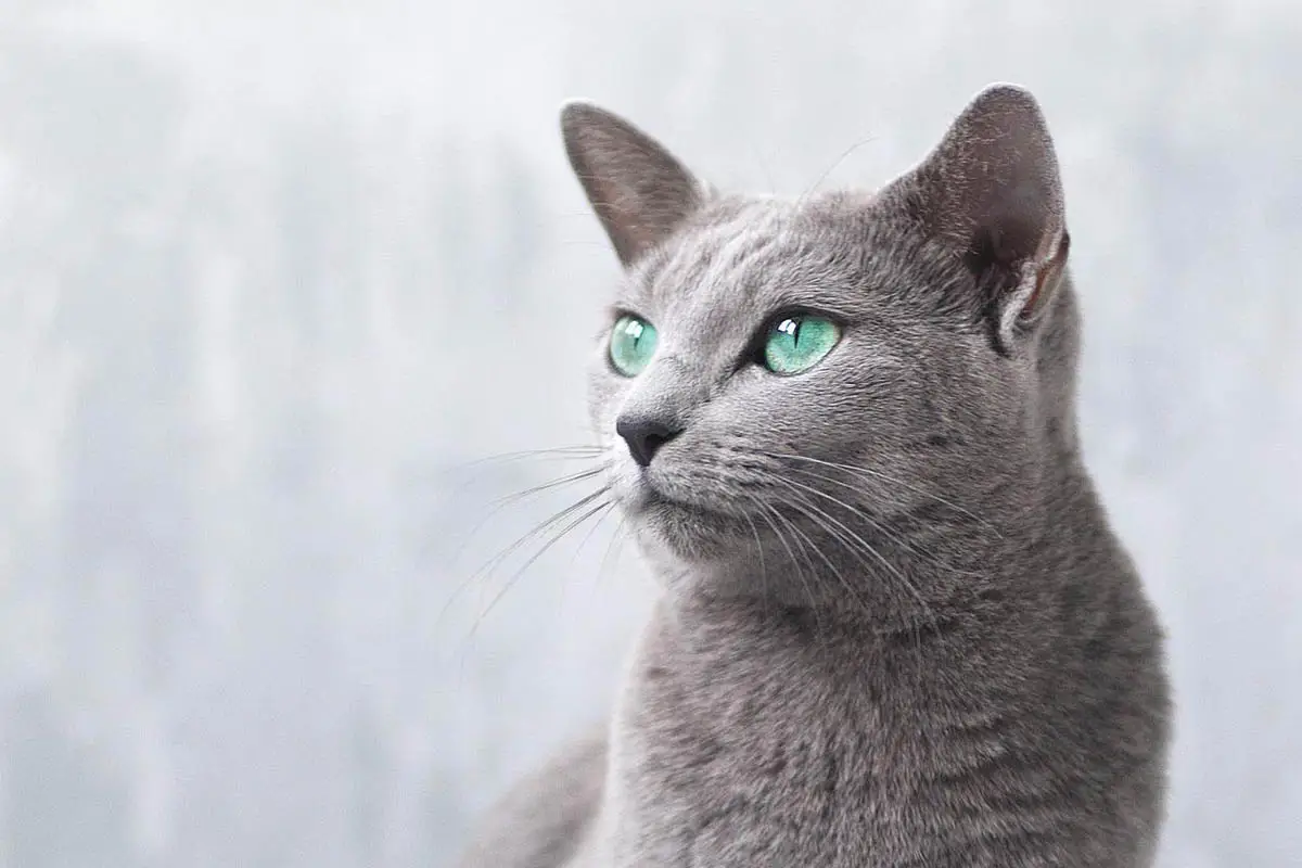200 nomes de gatos russos para gatos masculinos e femininos