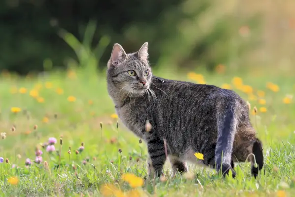 Getigerte Katze blickt zurück auf eine Wiese