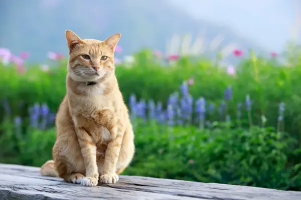 Gato laranja sentado na madeira com flores azuis e rosa ao fundo