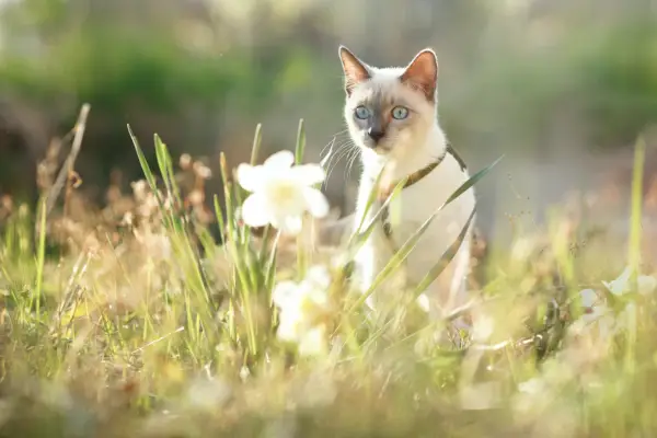 Chat dehors dans l'herbe regardant une fleur blanche