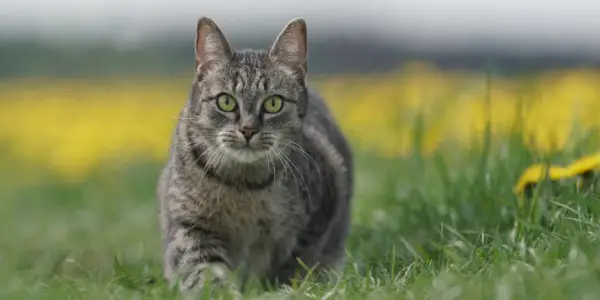 200 bedste tyske kattenavne med betydning