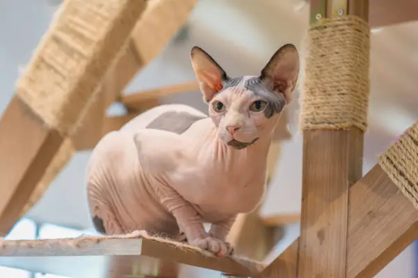 Sphynx kočka