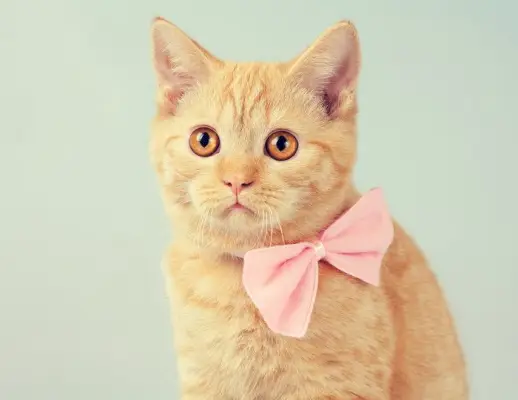 Un gatet vermell que porta una corbata elegant en una imatge comprimida, que mostra el seu aspecte adorable i elegant