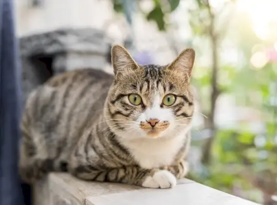 Immagine con nomi di gatti maschi, che offre una varietà di opzioni di denominazione per il tuo amico felino maschio