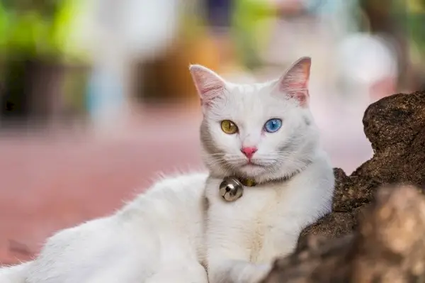 Bílá kočka se dvěma různě barevnýma očima na komprimovaném obrázku, předvádějící svou podmanivou heterochromii.