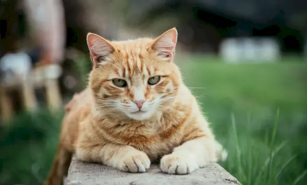 Imagem mostrando nomes de gatos unissex, oferecendo opções de nomenclatura de gênero neutro para seus companheiros felinos