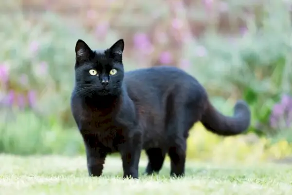 Gato preto, exalando um ar de mistério e elegância