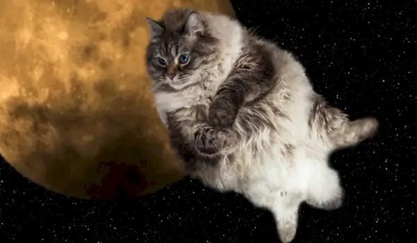 400 nomes de gatos espaciais místicos e celestiais