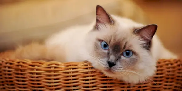 Gatto bianco con sorprendenti occhi azzurri in un'immagine compressa, che incarna la bellezza di questi incantevoli felini