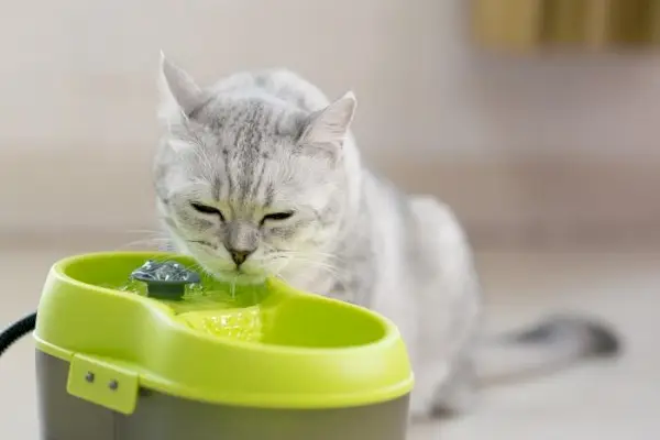 猫の噴水の圧縮画像。猫の友達に水分補給を提供する便利で魅力的な方法を示しています。