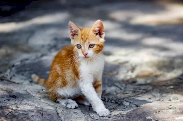 Gata que irradia elegancia y gracia.