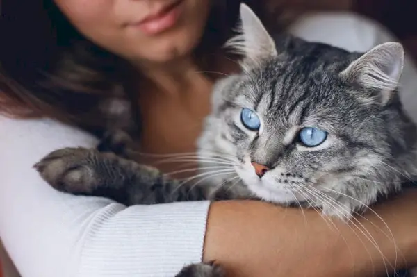 Eine herzerwärmende Interaktion zwischen einer Katze und einem Menschen, die ihre enge und liebevolle Beziehung demonstriert.