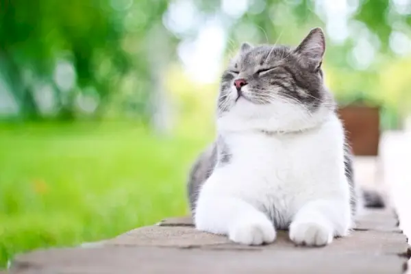 Eine fröhliche koreanische Katze mit zufriedenem Ausdruck, die Fröhlichkeit und Entspannung ausstrahlt.