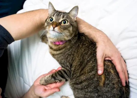 Die besten hebräischen Katzennamen für Frauen