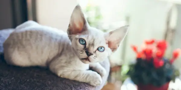 Un superbe chat Devon Rex avec une fourrure élégante et ondulée et des yeux captivants, posant avec grâce.