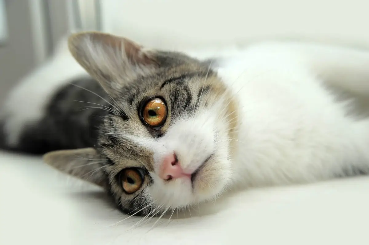 170 nombres de gatos de San Valentín (con significados)