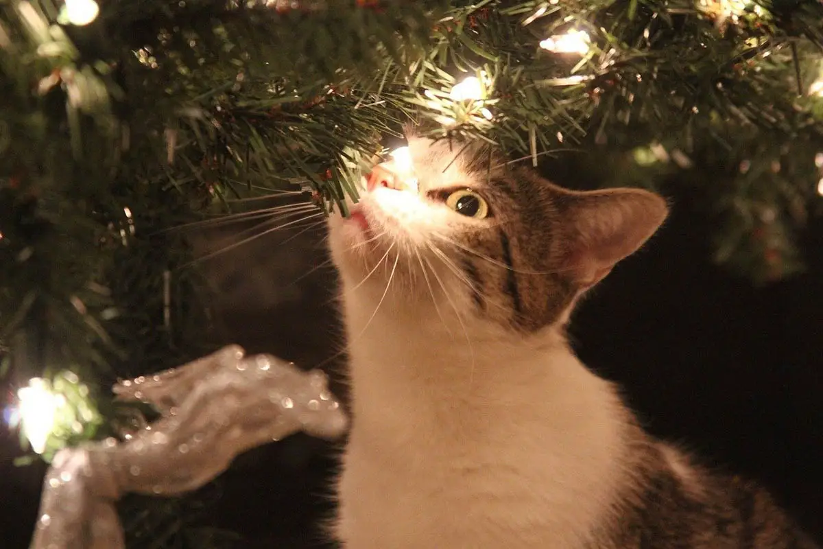150 nombres de gatos de Navidad para gatos machos