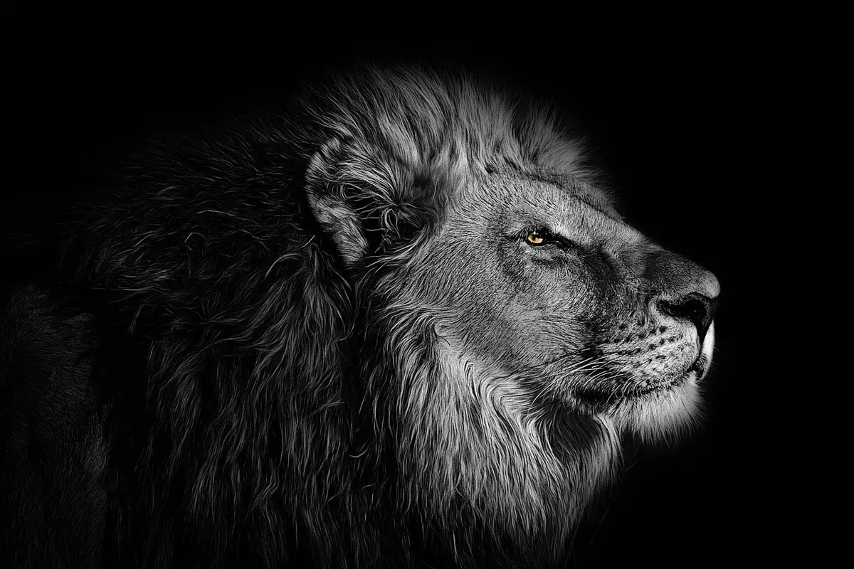 100 اسم مستوحى من Lion for Gatti