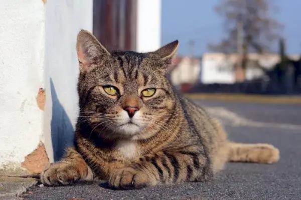 Gatvėje guli miela pilka katė