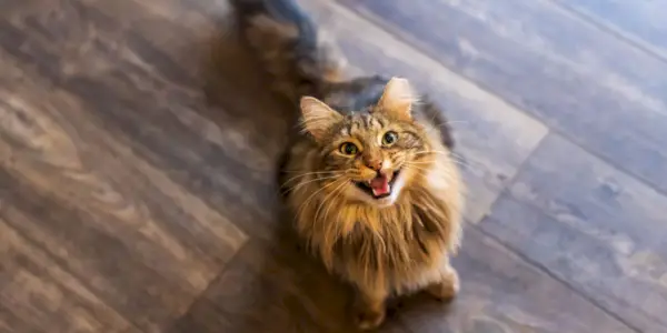 Gato atigrado marrón de pelo largo maullando