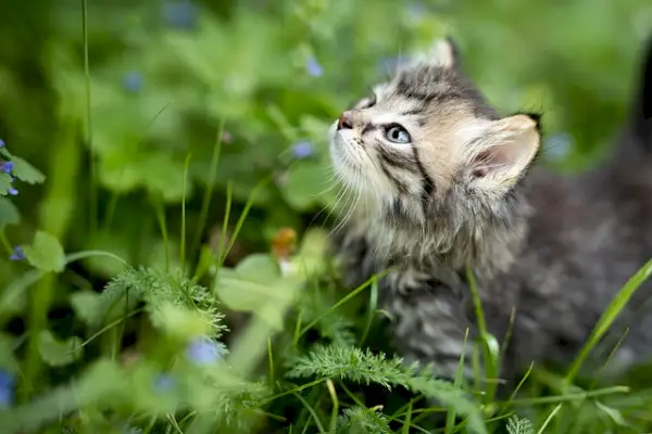 chat de soutien émotionnel