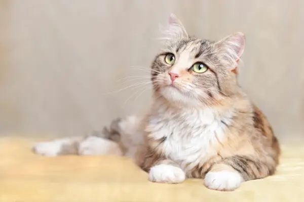 Nombres de gatos guerreros: gato mullido descansa sobre una manta naranja