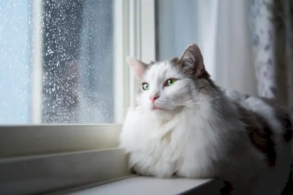 Namen von Kriegerkatzen: Weiße Katze, die zu Hause neben einem Fenster sitzt