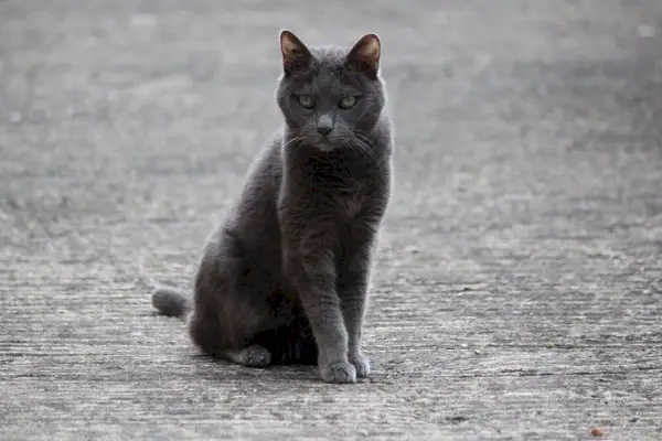 Billede med italienske hankattenavne, der giver muligheder for at navngive din elskede kat.