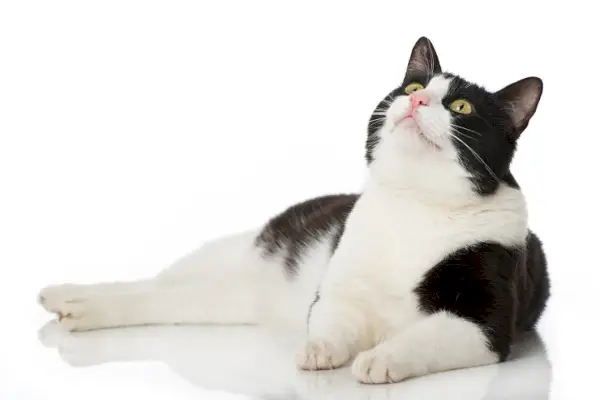 Gato italiano preto e branco, representando uma aparência felina clássica e atemporal