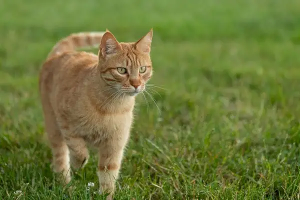 Rød italiensk kat, der viser sin livlige og slående pels.