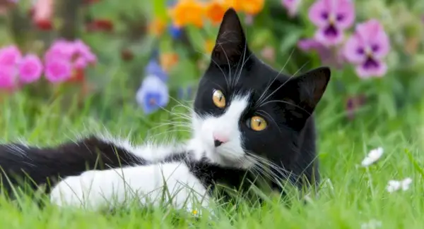 Bild mit Bezug zu den besten italienischen Katzennamen und als Inspiration für die Namensgebung Ihrer Katze