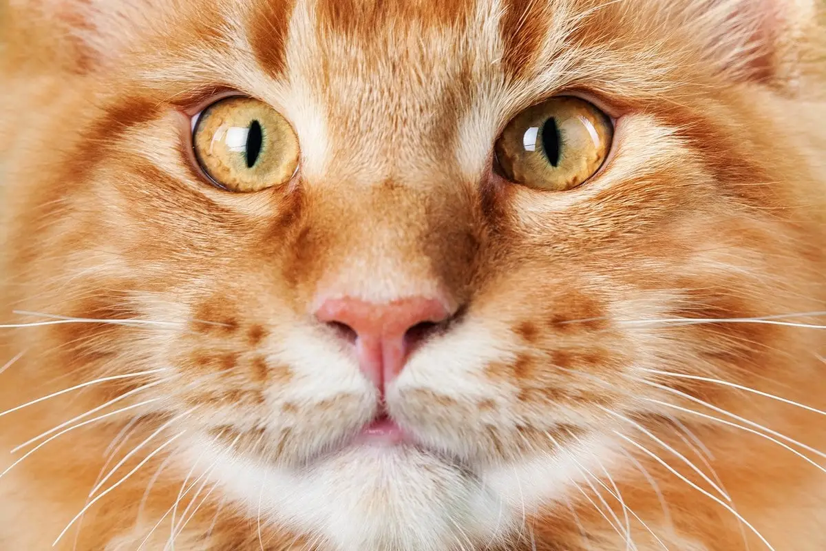 240 nombres de gatos portugueses (con significados)