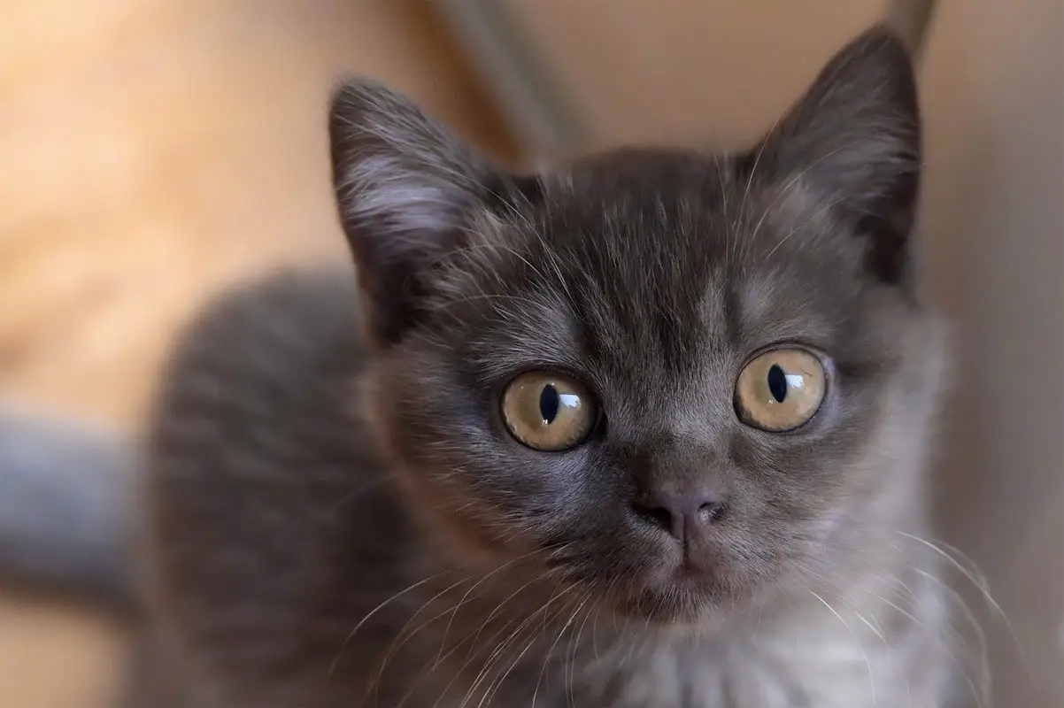 270 nombres de gatos franceses (con significados): hombre y mujer