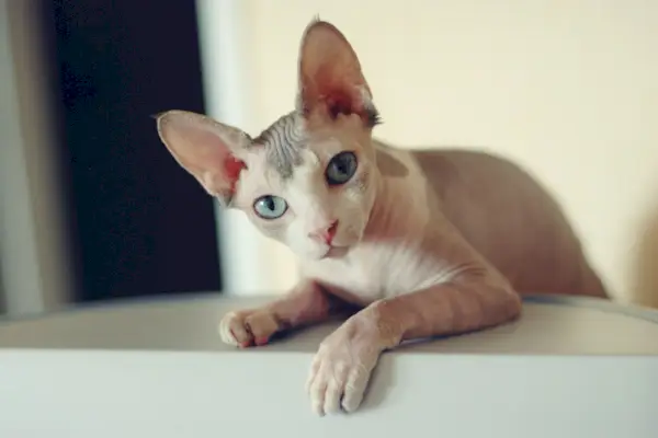 150 beste kattenavn for Sphynx-katter