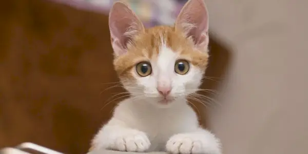 Charmant chaton regardant directement la caméra avec curiosité.