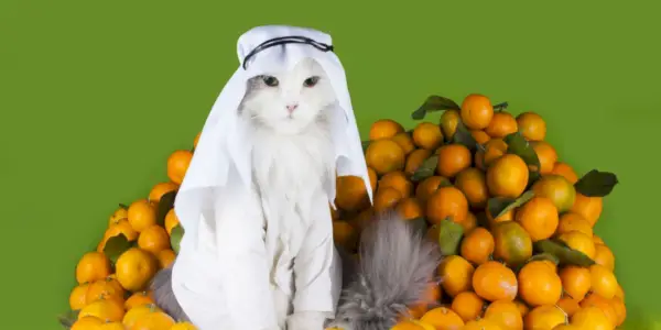 Die 200 besten arabischen Katzennamen mit Bedeutung