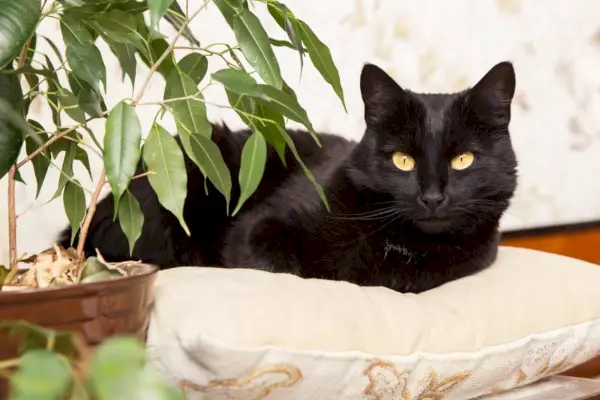 Hermoso gato bombay negro