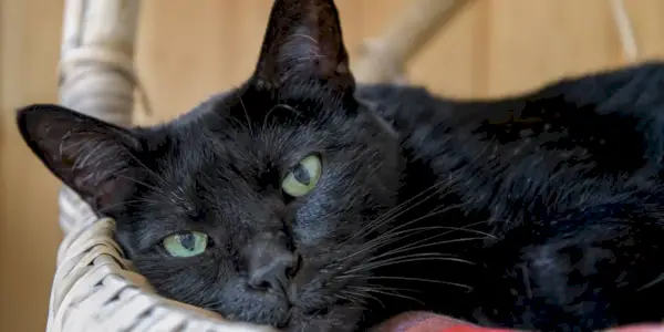 adorable cara de gat de Bombai negre mirant la càmera