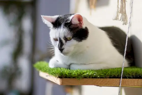 窓辺の止まり木に座って景色を楽しむ猫