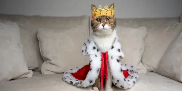 150 mejores nombres de gatos reales para gatitos reales y nobles