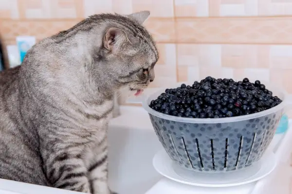 Katt som stirrer på blåbær i en bolle, fascinert