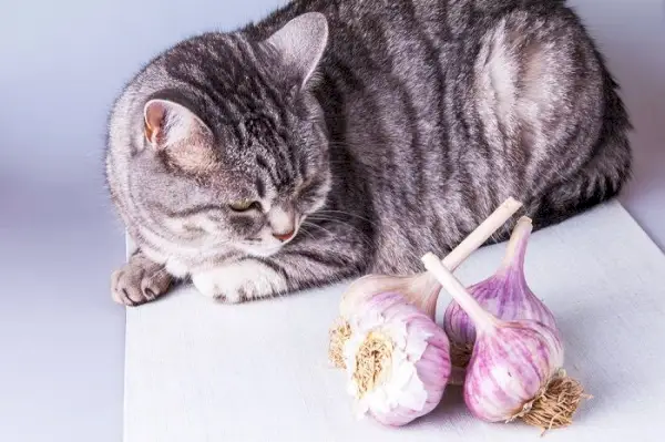 Afbeelding van een kat die naast knoflookbollen zit