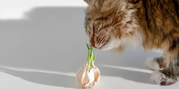 Afbeelding van een kat in de buurt van knoflook, die de aandacht vestigt op de potentiële gevaren van knoflook voor katten