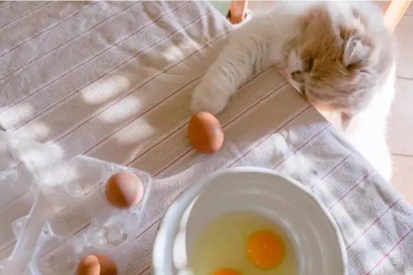 Bilde som viser en katt som nysgjerrig utforsker egg på et bord, med ett egg sprukket opp på en tallerken