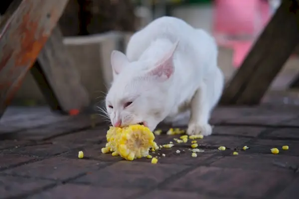 Изображение, заснемащо котка, която яде царевица, показващо котка