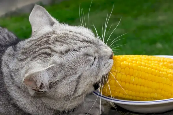 Image discutant des avantages potentiels du maïs pour les chats